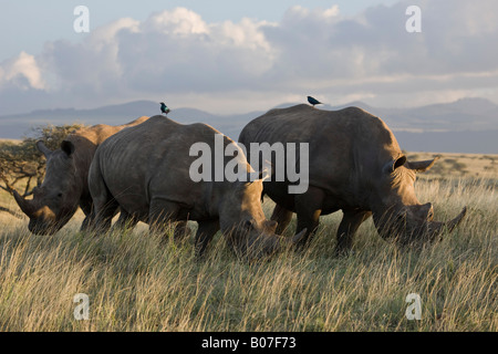 Weißes Nashorn, Lewa Wildlife Conservancy, Kenia Stockfoto