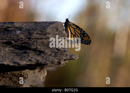 Monarch-Schmetterling entstanden vor kurzem aus seiner Puppe Stockfoto