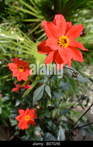 EINE ROTE DAHLIE BISCHOF VON LLANDAFF IN EINEM TROPISCHEN GARTEN IM WESTEN VON ENGLAND UK MIT EINER FÄCHERPALME PFLANZE NEBEN Stockfoto