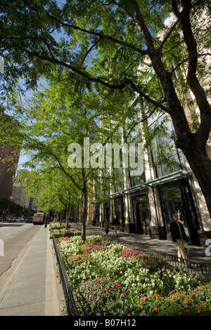 Illinois, Chicago, North Michigan Avenue (The Magnificent Mile Einkaufsstraße) Stockfoto