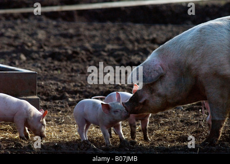 SCHWEINEHALTER PIG FARMER SUFFOLK NORFOLK SCHWEINEFLEISCH ESSEN LANDWIRTSCHAFT Stockfoto