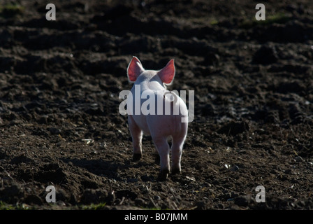 SCHWEINEHALTER PIG FARMER SUFFOLK NORFOLK SCHWEINEFLEISCH ESSEN Stockfoto