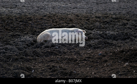 SCHWEINEHALTER PIG FARMER SUFFOLK NORFOLK SCHWEINEFLEISCH ESSEN Stockfoto