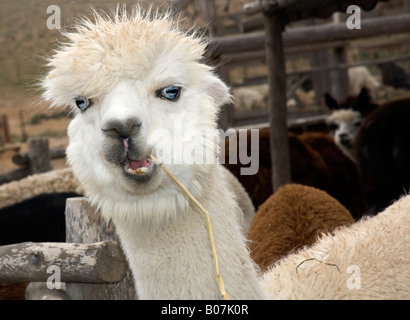 Weiße Alpaka, Vicugna Pacos, Alpaka Farm Mitzpe Ramon Israel Stockfoto