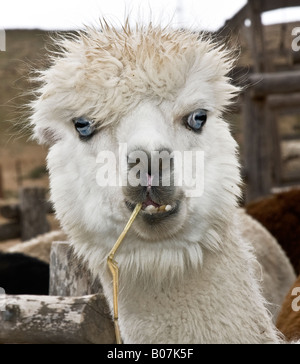 Weiße Alpaka, Vicugna Pacos, Alpaka Farm Mitzpe Ramon Israel Stockfoto