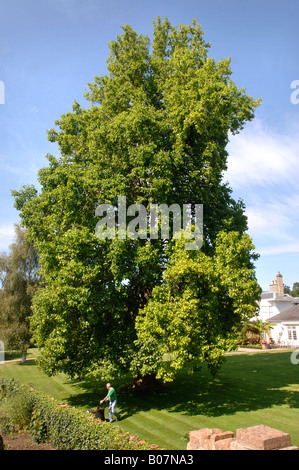 EIN GÄRTNER RASENMÄHEN UM EIN TULPENBAUM WÄCHST IN A WESTLICH VON ENGLAND GARTEN UK Stockfoto