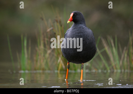 Altrosa Teichhuhn, Gallinula Tenebrosa, einzelne Erwachsene stehen im flachen Wasser Stockfoto