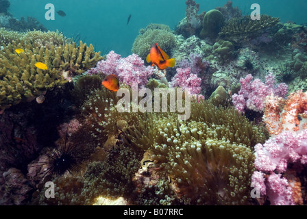 Riffbarsche in Anemone am Korallenriff unter Wasser Stockfoto