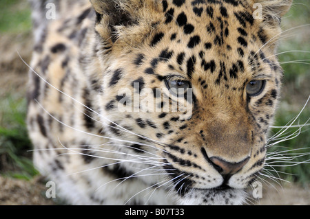 Leopard Stockfoto