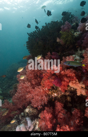 weiche Korallenwand mit Riffbarsche unter Wasser Stockfoto