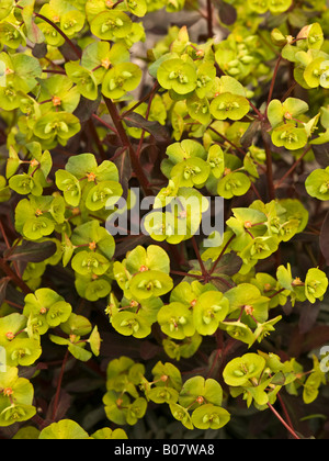 Euphorbia in Blüte Stockfoto