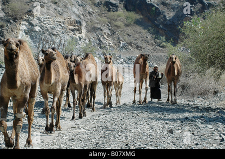 Kamele auf einer Strecke in Wadi Sara'a im westlichen Jemen Stockfoto