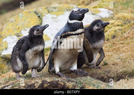 Erwachsenen Magellan-Pinguin (Spheniscus Magellanicus) mit 2 großen Küken, alle triefend nass vom Regen, Falkland-Inseln Stockfoto