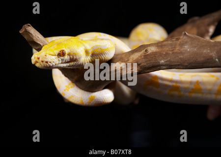 Albino Pytho auf Zweig Stockfoto