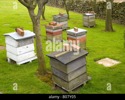 Traditionelle WBC und National Bienenstöcke in einem kleinen Obstgarten in Danby North Yorkshire England UK Stockfoto