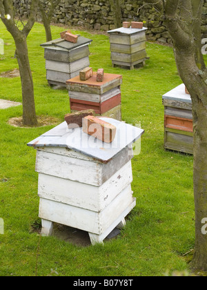 Traditionelle WBC und National Bienenstöcke in einem kleinen Obstgarten in Danby North Yorkshire England UK Stockfoto