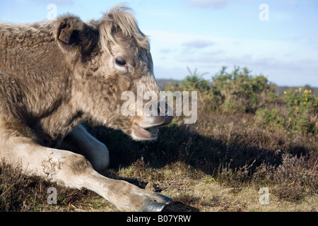 Gold Dun Galloway Cowen fotografiert in der New Forest-Hampshire UK Stockfoto