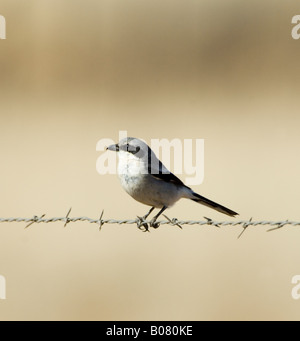 Unechte Shrike Lanius sich Stockfoto