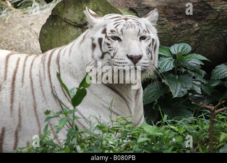 Porträt von einem weißen Tiger (Panthera Tigris Tigris) Stockfoto