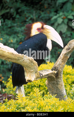 Umkränzter Hornbill Aceros Undulatus Stockfoto