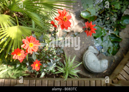 ROTE DAHLIEN BISCHOF VON LLANDAFF DURCH EINEN TROPISCHEN GARTEN-TEICH IM WESTEN VON ENGLAND UK MIT SEEROSEN UND EIN VENTILATOR-PALME PFLANZE NEBEN Stockfoto