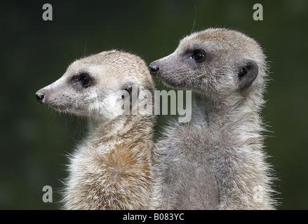 Porträt von zwei Erdmännchen auf der Suche Stockfoto