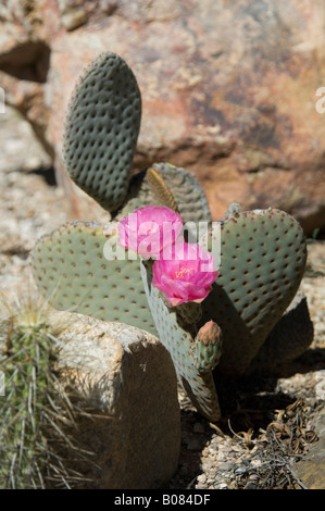 Santa Rita Prickly Pear Cactus Opuntia Santa Rita x basilaris Stockfoto