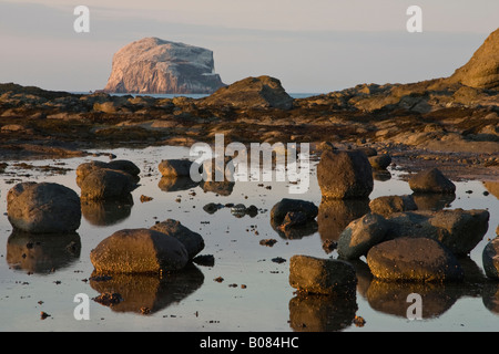 Bass Rock aus North Berwick Stockfoto