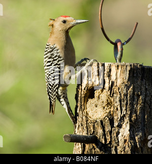 Gila Specht, Melanerpes uropygialis Stockfoto