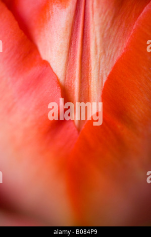 Tulpe Blumen, Nahaufnahme, SKAGIT VALLEY WASHINGTON Stockfoto