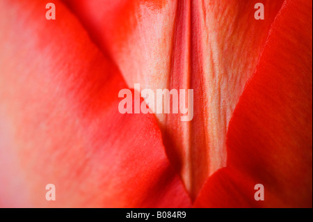 Tulpe Blumen, Nahaufnahme, SKAGIT VALLEY WASHINGTON Stockfoto