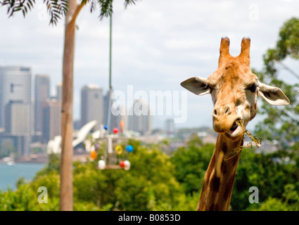 SYDNEY, Australien – Giraffen im Taronga Zoo mit der Skyline von Sydney im Hintergrund Stockfoto