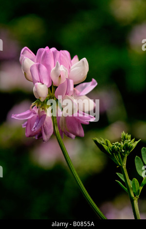 Crown Vetch auch bekannt als Axseed; Coronilla varia Stockfoto