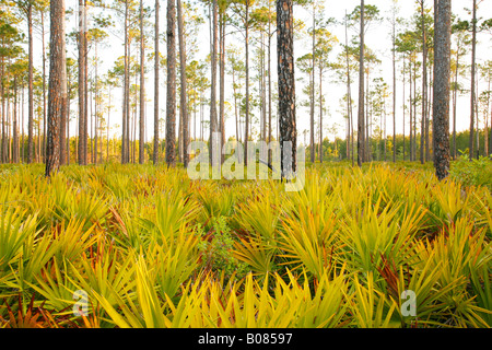 Slash-Kiefer (Pinus Elliottii) und Palmetto bei Sonnenaufgang, Okefenokee Swamp National Wildlife Refuge, Georgien Stockfoto