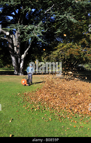 Löschen Blätter im Herbst im botanischen Garten in Christchurch, Neuseeland Stockfoto