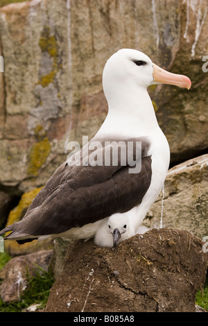 Profil von Blick auf Black-browed Albatross (Thalassarche Melanophrys) sitzen auf Schlamm Nest mit jungen Küken, Falkland-Inseln Stockfoto