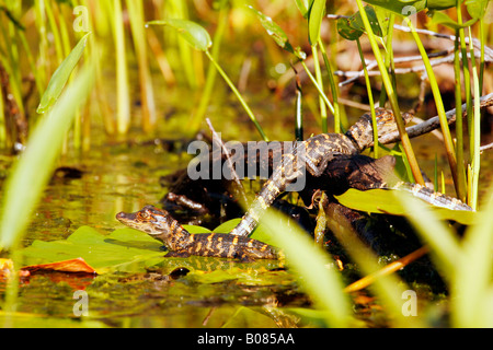 Baby amerikanischer Alligator (Alligator Mississippiensis) Suwanee Kanal, Okefenokee Swamp National Wildlife Refuge, Georgien Stockfoto