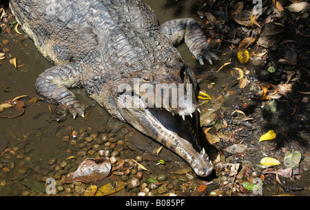 Falscher Gavial Sonnenbaden mit offener Schnauze. Stockfoto