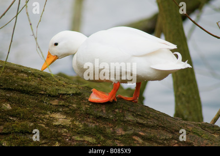 Weiße Ente (4) ein Kletterbaum Stockfoto