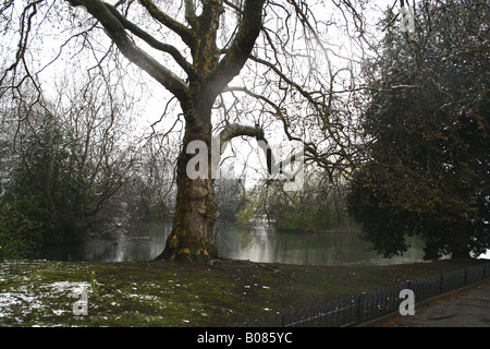 Knorrigen alten Baum im Winter Stockfoto