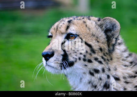 Gepard Stockfoto