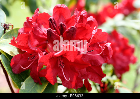 RHODODENDRON-KÖNIGIN DER HERZEN Stockfoto