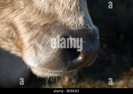 Gold Dun Galloway Cowen fotografiert in der New Forest-Hampshire UK Stockfoto