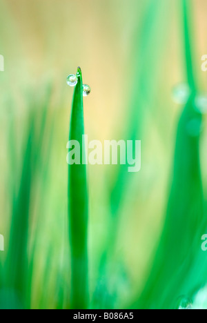 Wassertropfen auf Grashalm Stockfoto