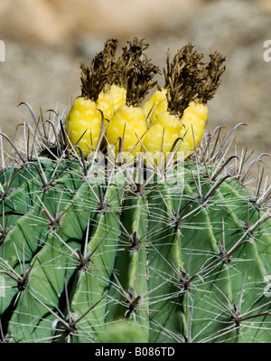 Ferocactus Wislizenii Angelhaken Barrel Cactaceae Stockfoto