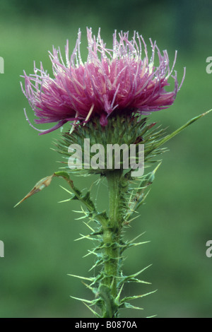 Spiny Plumeless Thistle, Rahmengenähte Distel (Blütenstandsboden Acanthoides), Blume Stockfoto