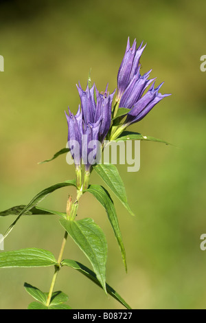 Willow-Enzian (Gentiana Asclepiadea), Blüte Stockfoto