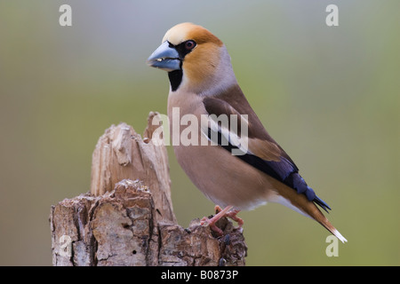 Männliche Kernbeißer (Coccothraustes Coccothraustes) Stockfoto