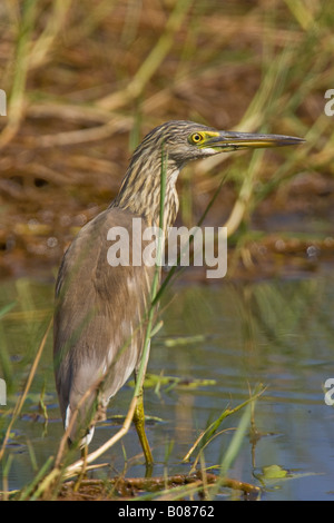 Indischen Teich-Heron (Ardeola Grayii) thront auf einem Ast mit Blick auf einen kleinen pool Stockfoto