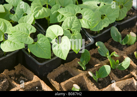 Bean Sämlinge angebaut auf in einem Gewächshaus vor dem Auspflanzen Stockfoto